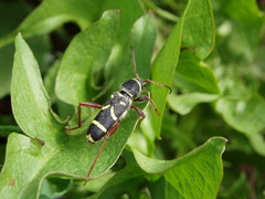 Clytus arietoides
