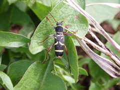 Clytus arietoides