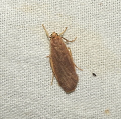 Danielithosia