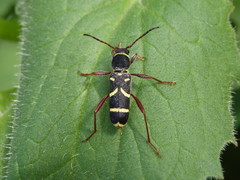 Clytus arietoides