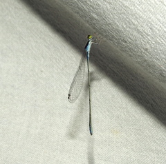 Aciagrion
