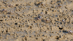 Mictyris longicarpus