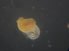 Cornuspira involvens