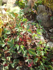 Sibbaldia parviflora
