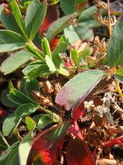 Sibbaldia parviflora