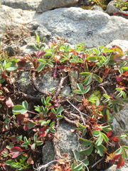 Sibbaldia parviflora