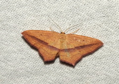 Timandra convectaria