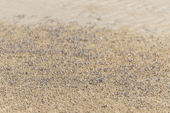 Mictyris longicarpus