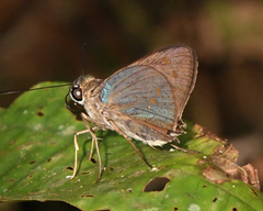 Calpodes hewitsoni