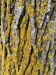 Xanthomendoza fallax