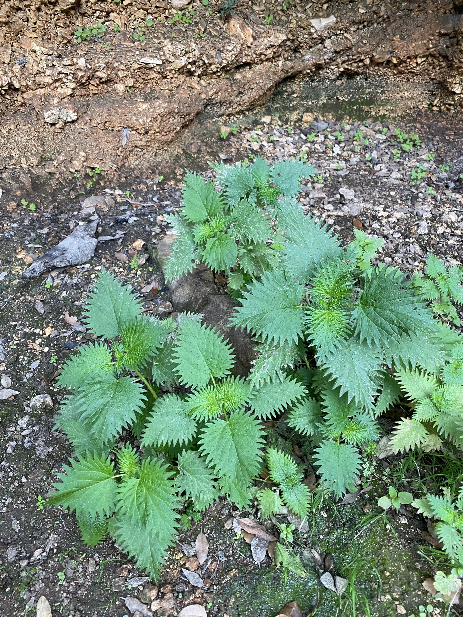 Urtica atrovirens
