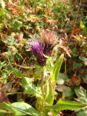 Cirsium simplex