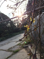Jasminum nudiflorum