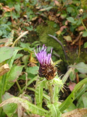 Cirsium simplex