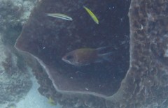 Holocentrus adscensionis