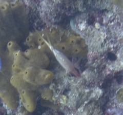 Holocentrus adscensionis