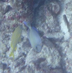 Acanthurus chirurgus