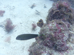 Acanthurus tractus