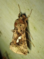 Autographa bimaculata
