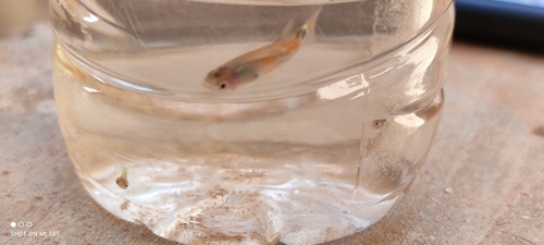 Guppy