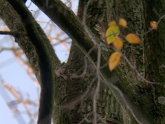 Certhia brachydactyla