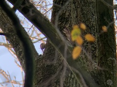 Certhia brachydactyla