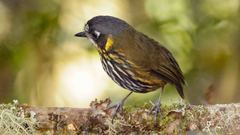 Grallaricula lineifrons