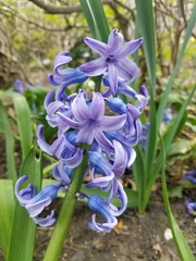 Hyacinthus orientalis