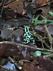 Dendrobates auratus