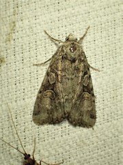 Anaplectoides pressus
