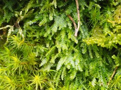 Plagiothecium denticulatum