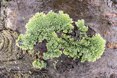 Hyperphyscia syncolla