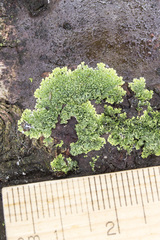 Hyperphyscia syncolla