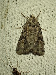 Anaplectoides pressus