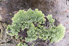 Hyperphyscia syncolla