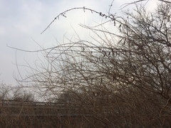 Buddleja alternifolia
