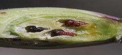 Ehrharta villosa maxima