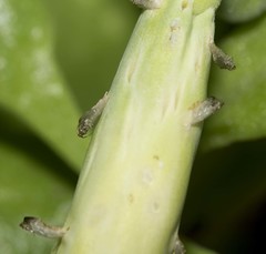 Ehrharta villosa maxima