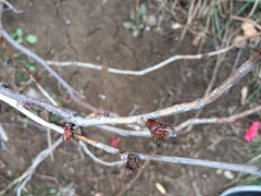 Sorbaria