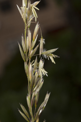 Ehrharta villosa maxima