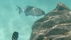 Kyphosus cinerascens