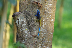 Acanthocercus ugandaensis