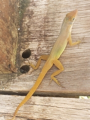 Anolis luciae