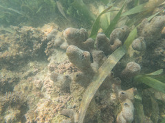 Porifera
