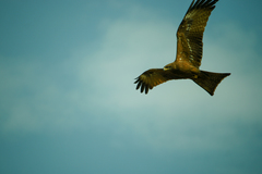 Milvus migrans