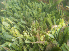 Caulerpa