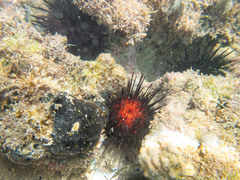 Echinometra lucunter