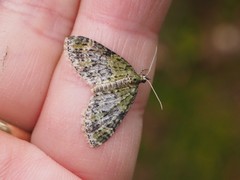 Acasis viretata