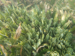 Caulerpa