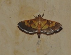Syngamia latimarginalis